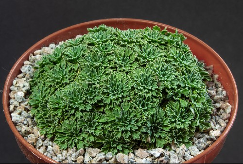 Bolax gummifera